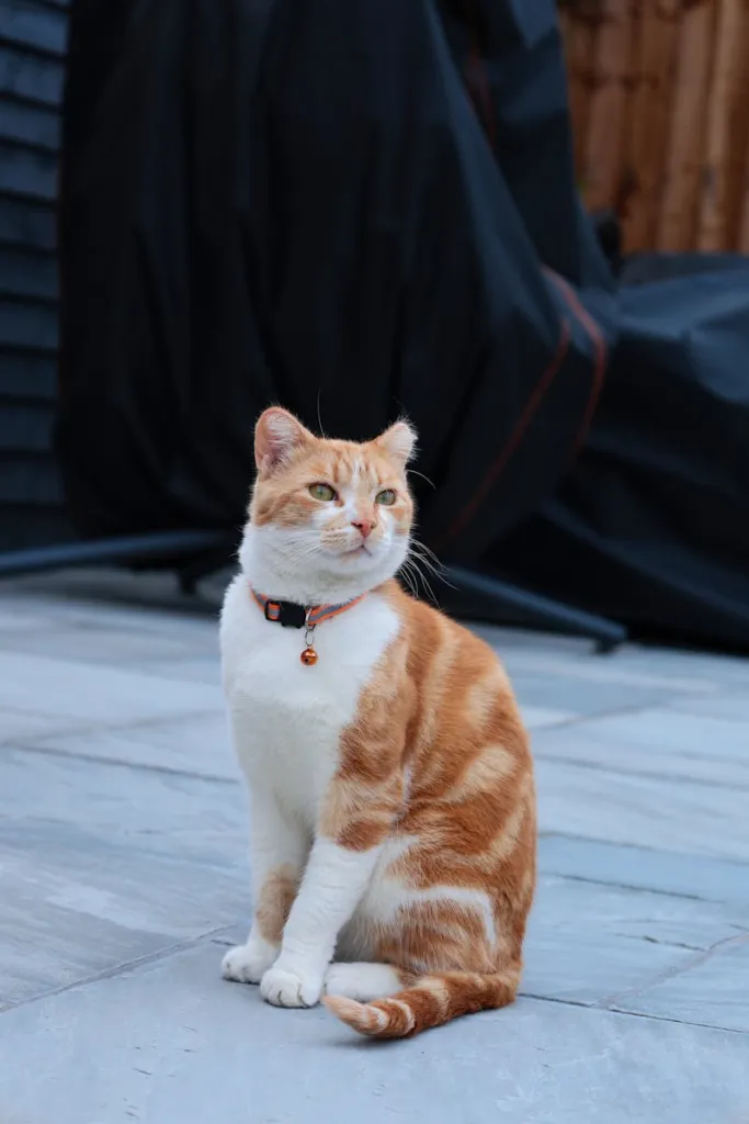 Luna — I'm fluent in cat but Luna speaks in a dialect I'm still learning. She's mastered the art of being present while remaining completely unavailable.