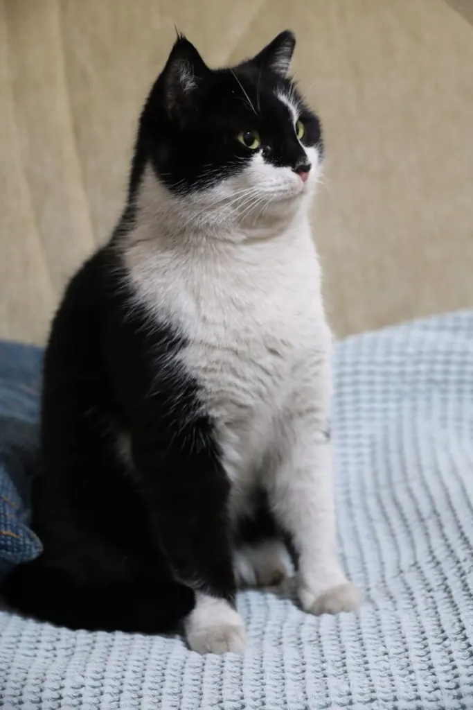 Mochi — Mochi claims sunny spots like a tiny furry landlord, defends them like she owns the deed, and somehow still manages to be the sweetest comfort when you need it most.