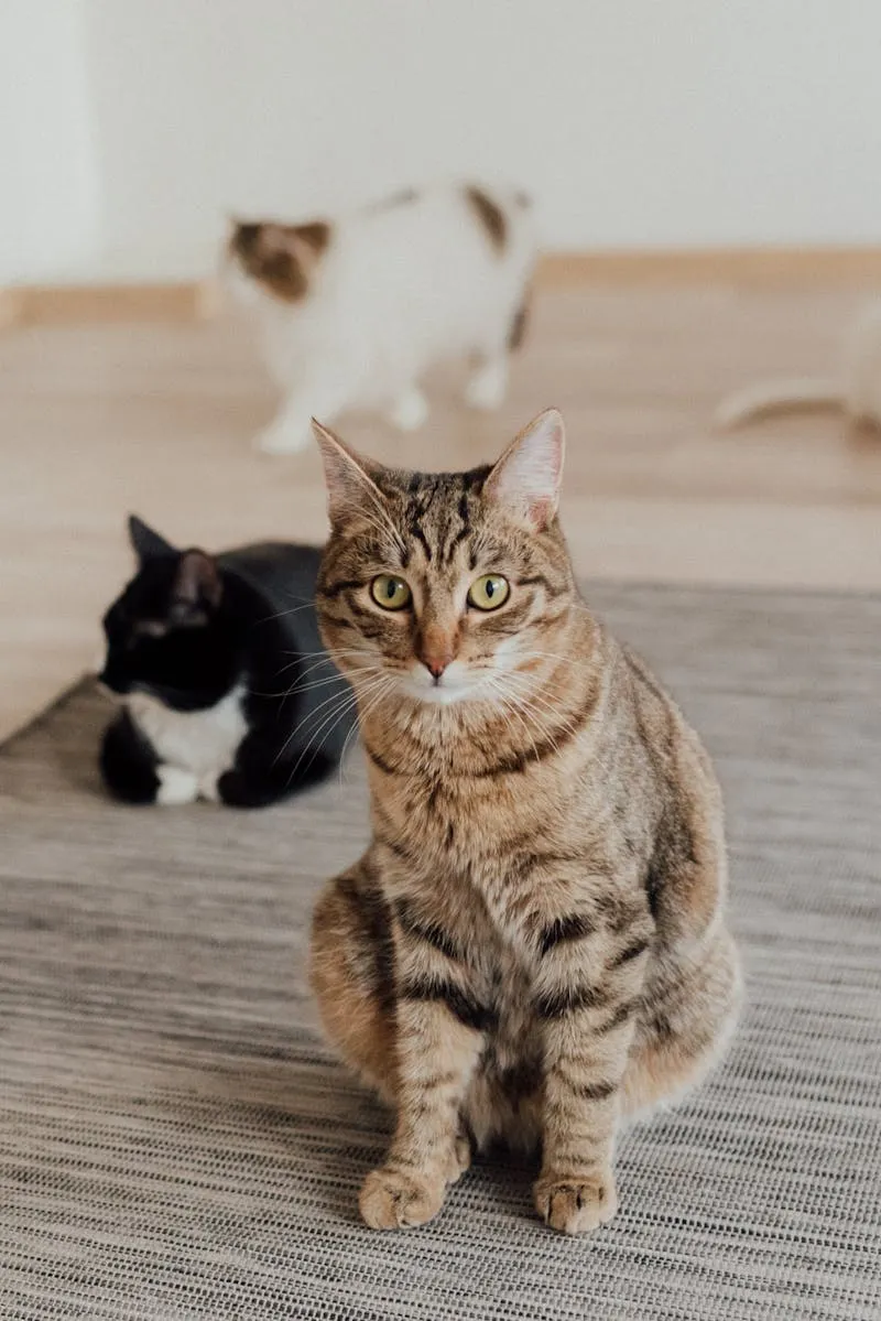 Mochi — Mochi's got that "I didn't knock anything over, YOU did" energy, and honestly? The jury's still out on who's actually guilty here.